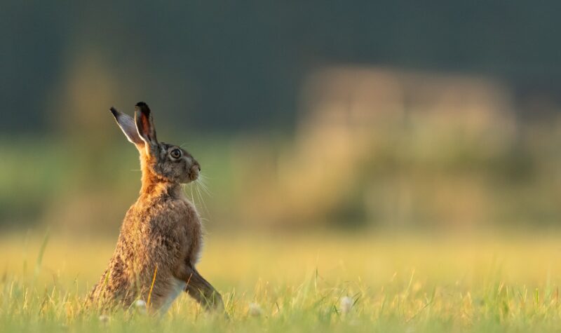 Restoring European peatlands: Activating businesses to build a more sustainable future